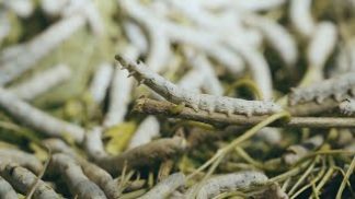 Venerdì a Sedico riflettori accesi sulla gelsibachicoltura