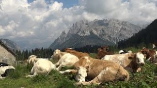 Un disegno di legge per sostenere l’allevamento tradizionale