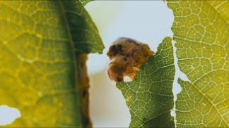 Gelsibachicoltura in provincia: progetti e prospettive