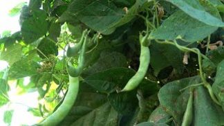 Fagiolo di Lamon, al via un corso di formazione ad hoc grazie al Consorzio di tutela