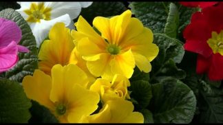 47° Giornata per la Vita, a Belluno anche una mostra ospitata in Prefettura