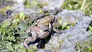 Volontariato a favore degli animali e dell’ambiente, SalvAnfibi Molinello in azione dal 2017