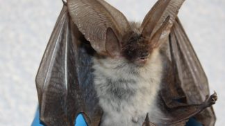 Censita una nuova specie di pipistrello: l`Orecchione Alpino.