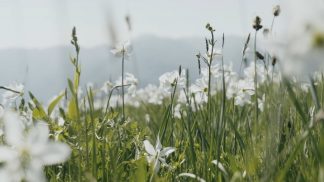 La fioritura dei narcisi rischia di sparire