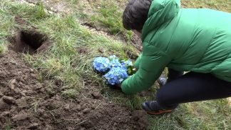 Solidarietà a favore di AISM Belluno, gli studenti di Puos d’Alpago piantano le ortensie in giardino