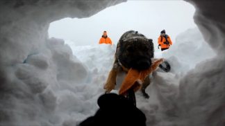 Il corso per i cani da valanga fa tappa a Cortina. Per la prima volta