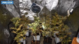 56 piantine di marijuana e strumenti per la coltivazione in casa: arrestato un 38enne agordino