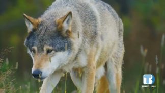 Lupo, giovedì il voto all’Europarlamento per il declassamento del grado di protezione