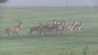 Cervi, camosci, lupi: carabinieri forestali imegnati nel censimento della fauna selvatica protetta