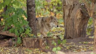 Lupo specie protetta: il Veneto si prepara a una gestione regionale del predatore