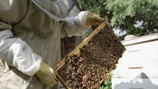 Punta da un insetto mentre sistema le api nelle arnie, muore sotto gli occhi del figlio