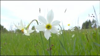 Appassionati di natura da tutto il Veneto a Lentiai per ammirare la fioritura dei narcisi