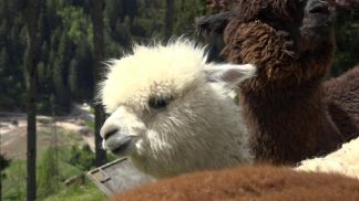 Ranch Grande Nord: un piccolo paradiso tra le Dolomiti