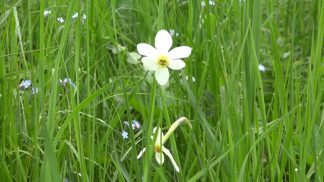 Unifarco e Gruppo Natura Lentiai, l’impegno per i narcisi