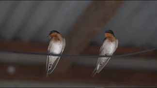 Belluno città delle Rondini, censiti 18 nidi abitati