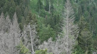 Val Visdende, in partenza un progetto sperimentale di difesa contro il bostrico