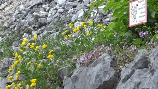A Vigo di Cadore la bellezza del sentiero botanico incanta residenti e turisti