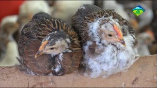 L’IIS A. Della Lucia celebra la biodiversità