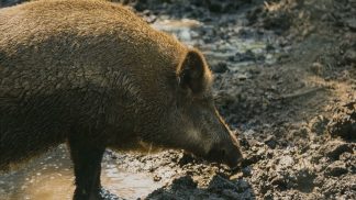 Agricoltori a colloquio con il Ministro Lollobrigida: al centro la fauna selvatica
