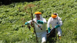 Rimosse a Lamon 28 mila piante della specie esotica invasiva Panace di Mantegazza