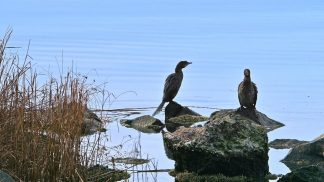 Dalla Regione l’ok al Piano di controllo del cormorano, attività condivisa anche da Palazzo Piloni