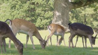 Stagione di caccia, presentato il calendario venatorio