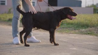 Via libera all’ingresso di cani e gatti negli ospedali bellunesi