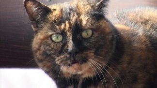 Cortina d’Ampezzo: sospeso il servizio di veterinaria