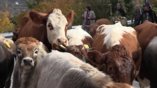 In arrivo 2 milioni di euro per la transumanza