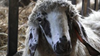 Allevatori dell’Alpago alle prese con la “Blue tongue”