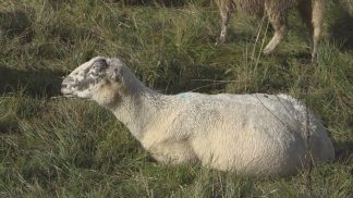 Blue tongue, nessun pericolo per l’uomo: “Vaccinazione dei capi per contrastarne la diffusione”