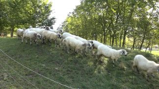 Blue tongue, Confagricoltura Belluno si rivolge alla Regione Veneto