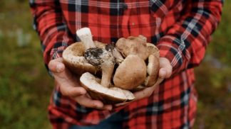 Inizia la stagione di funghi, Coldiretti e Federforeste diramano il vademecum per la sicurezza