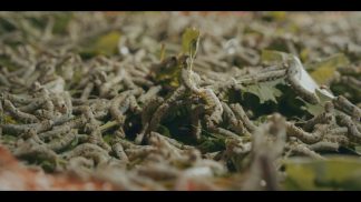 A Villa Zuppani un incontro sulla gelsibachicoltura e sulla valorizzazione del patrimonio boschivo