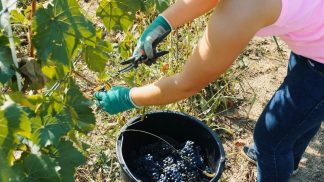 Dazi, preoccupazione anche per il settore agroalimentare: il vino fra i prodotti più esposti