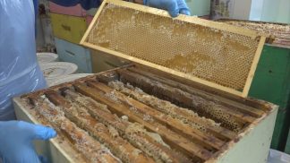 Annata apistica 2025, soddisfatti gli apicoltori di Apidolomiti