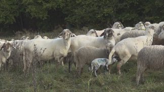 Blue Tongue: l’aggiornamento dell’Ulss 1 Dolomiti