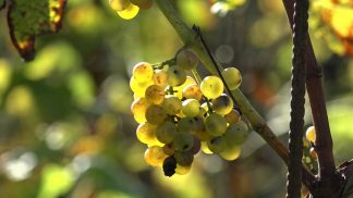 La vendemmia entra nel vivo, ma preoccupa l’incertezza legata ai dazi