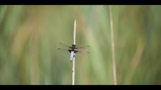 Torbiera di Lipoi, una guida interattiva e il documentario sulla biodiversità