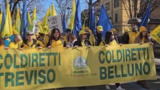 Agricoltori bellunesi diretti a Rovigo per difendere il grano italiano