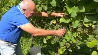 La viticoltura in provincia di Belluno, l’esperienza de il Principe di Mel