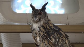 Mauro Lampo e Icaro (gufo reale di 16 anni): una storia d’amore e di amicizia