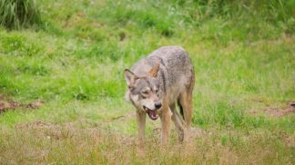 Lupo, le regole per una corretta convivenza