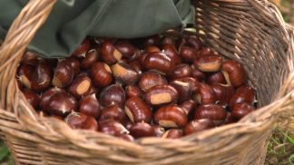 Annata positiva per il morone feltrino, ma pesano le incognite del clima