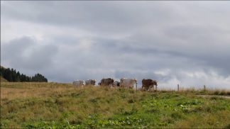 La transumanza, un rito millenario