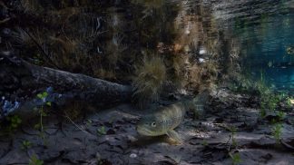 “Queen of the Piave”: lo scatto di Bruno Boz premiato al concorso “Fotografo Naturalista Europeo”
