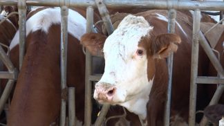 La zootecnia da latte e da carne in provincia di Belluno