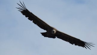 L’avvoltoio grifone: un animale mitologico, un simbolo di cambiamento