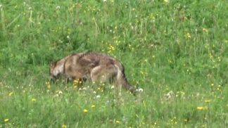 Lupi a Ospitale di Cadore: l’incontro in Prefettura
