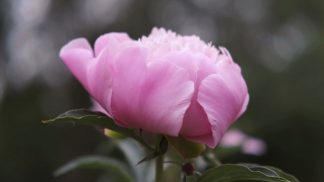 Fiori in dono a Natale, i bellunesi scelgono le stelle, ma anche orchidee e rose